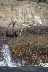 Obraz premium Seal on a rock