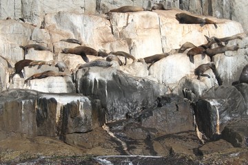 Seals on a rock