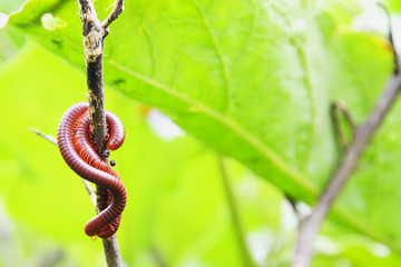 millipede