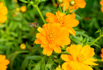 Bee flying to cosmos orange flower