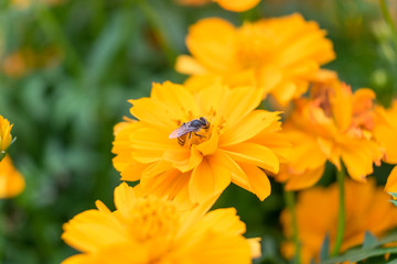 Small bee holding pollinate orange yellow flower