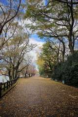 Road path way in Japan