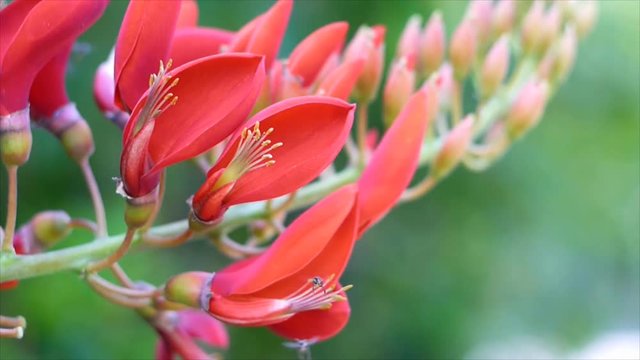 Closeup Bidwell's Coral Tree,Erythrina variegata, with in sect