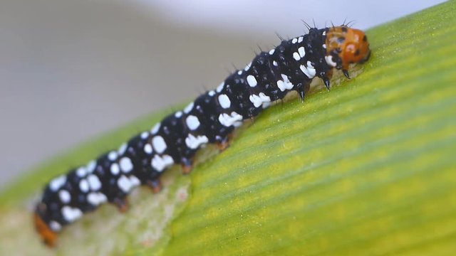 Caterpillar eating green leaf