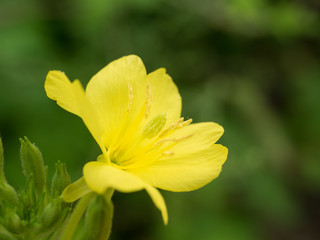 Obraz premium evening primrose