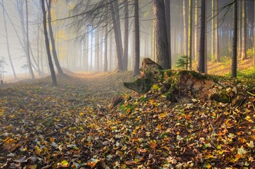 Forest trail on a foggy late autumn morning.