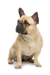 Fototapeta premium Beautiful french bulldog dog