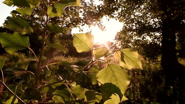 Tree leaves in sunlight. Nature and bright sun. Quiet and peaceful place. Where to hide from bustle.