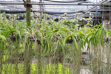 Orchid garden arrange indoor shady