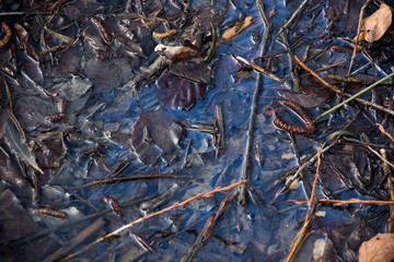 Öllache im Wald