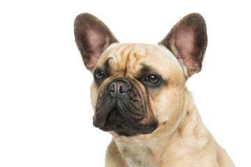 Beautiful french bulldog dog
