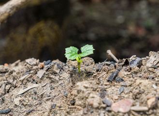 Seedling growing on soil