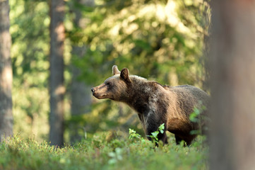 brown bear (ursus arctos). bear in forest. bear in summer.