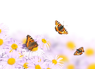 Butterflies flying over flowers
