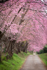Fototapeta premium Cherry Blossom Pathway in Chiang Mai, Thailand