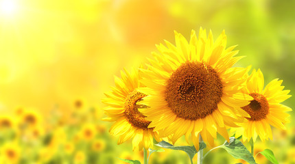 Sunflowers on blurred sunny background - obrazy, fototapety, plakaty