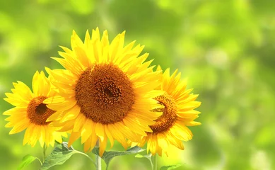 Tuinposter Zonnebloem Zonnebloemen op wazig zonnige achtergrond