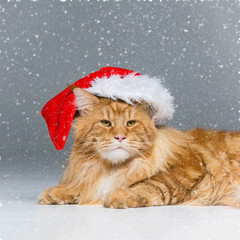 Big ginger cat in christmas hat
