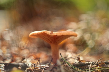 paxillus involutus