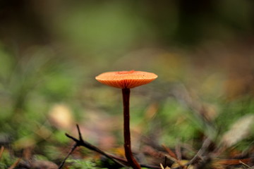 Mushroom