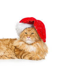 Big ginger cat in christmas hat
