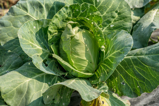 cabbage in the garden