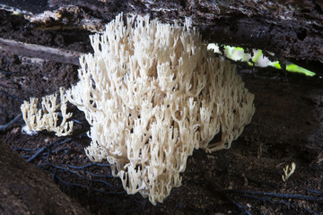 Clavulina coralloides