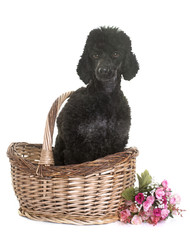 black poodle in studio