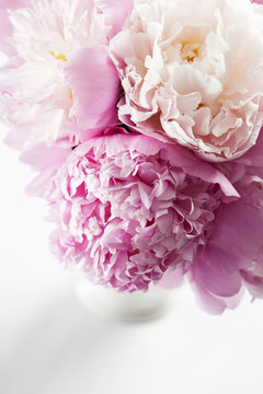 Fototapeta Peonies