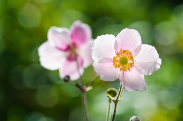 Pale pink flower Japanese anemone, close-up