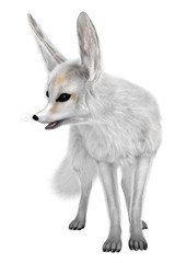 3D Rendering Fennec Fox on White