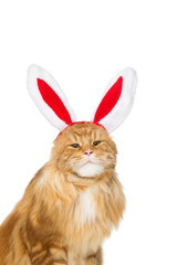 Big ginger cat in christmas rabbit ears head rim