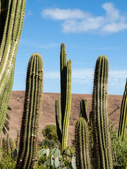 Giant Organ Pipe cactus on Fuerteventura, Canary Islands, Spain