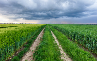 Fototapeta na wymiar green field and storm