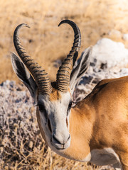Springbok in the Etosha National Park, Namibia