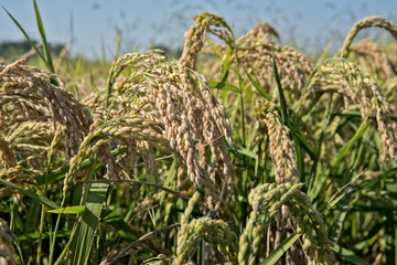 Ears of rice in paddy field