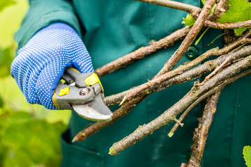 Worker is pruning plant branches, gardener is thinning red currant bush branches, horticulture...