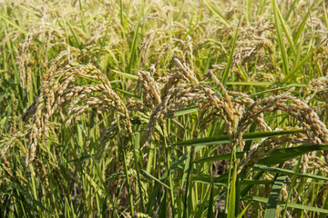 Ears of rice in paddy field