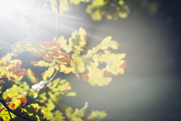 Rays of sun shining through oak tree leaves in autumn