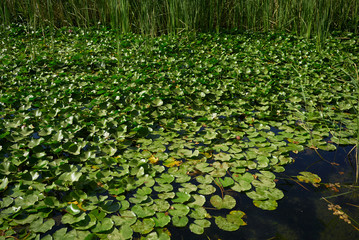 Obraz na płótnie Canvas Lake water filled with water lily leaves on a summer day
