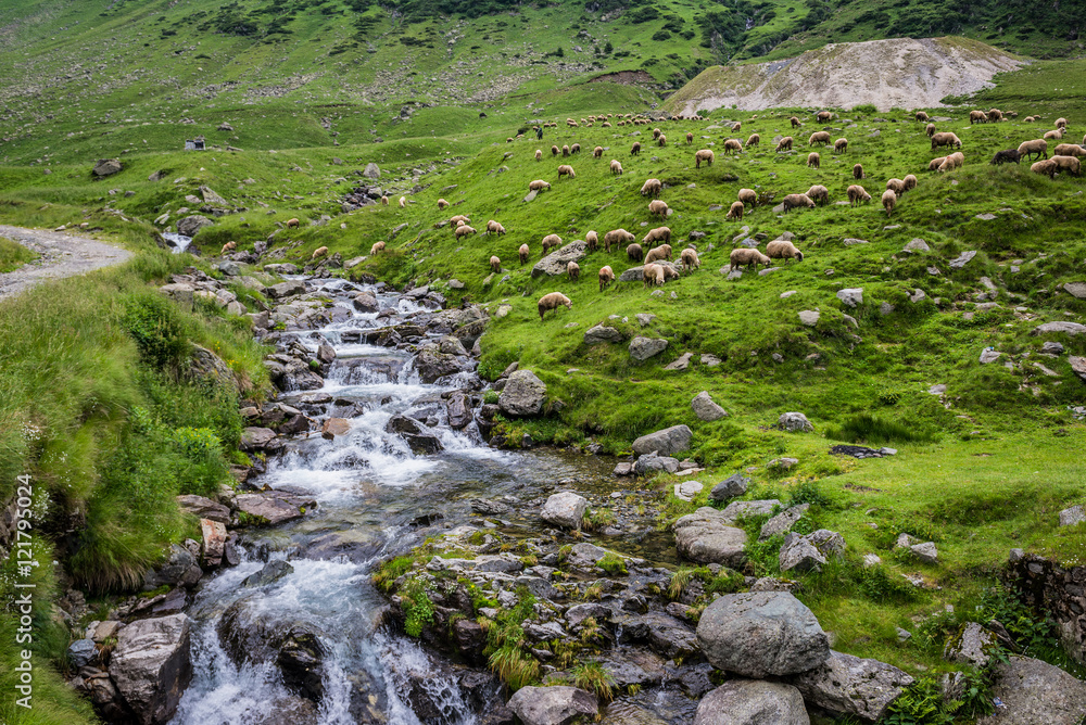 Canvas Prints Sheeps on a pasture next to Transfagarasan Road in southern section of Carpathian Mountains in Romania