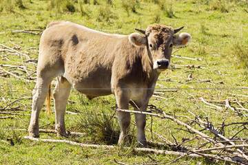 oxen and cows grazing in Leon mountains ,  Spain
