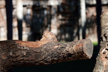 Close-up of wooden trunk