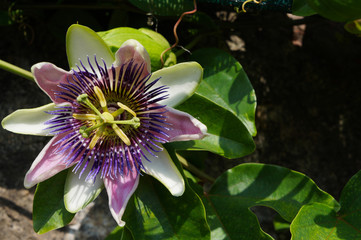 Pasiflora (Passion Flower). Flor de la pasión