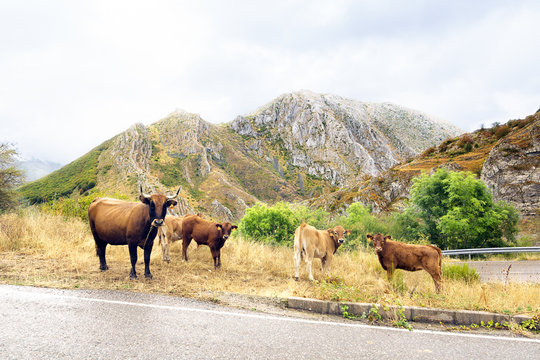 oxen and cows grazing in Leon mountains ,  Spain