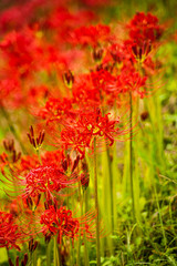 日陰に咲く彼岸花