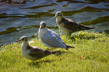 Sea Gulls
