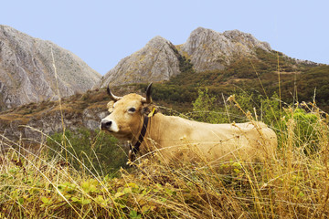 Naklejka premium oxen and cows grazing in Leon mountains , Spain