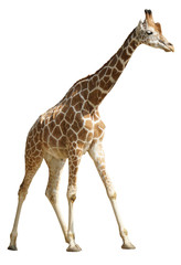 Fototapeta premium Giraffe freigestellt