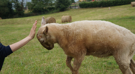 Ram (Carnero)